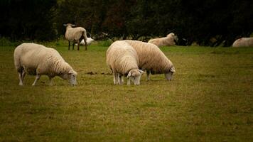 gregge di di lana pecora su un' campagna azienda agricola foto