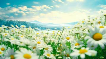 camomilla serenità un' mare di bianca fiori e aromatico prato ai generato foto