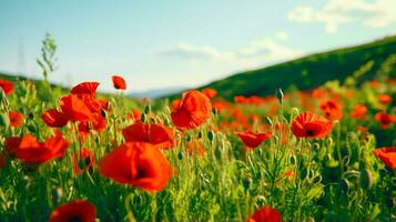 rosso fiori un' sereno paesaggio di fiorire coperto colline ai generato foto