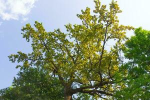 grande alberi al di sopra di blu chiaro cielo sfondo nel il parco o nel il foresta foto