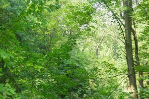 panoramico Visualizza di il deciduo alberi foresta. incontaminata natura foto