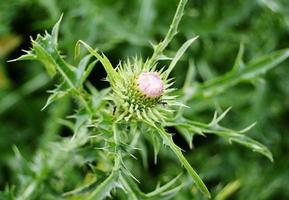grande pianta medicinale erbacea bardana arctium foto
