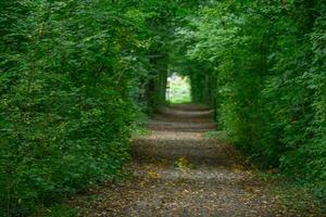 in ritardo estate tempo nel un' Tedesco foresta foto