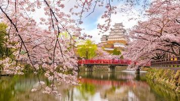 castello himeji con la stagione dei fiori di ciliegio sakura