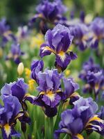 bellissimo iris fiore nel il giardino generativo ai foto