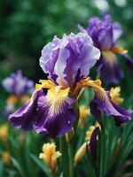 bellissimo iris fiore nel il giardino generativo ai foto