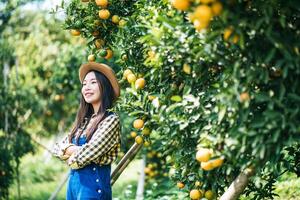 donna che raccoglie una piantagione di arance foto