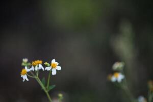 piccolo fiore bianco nel bosco foto