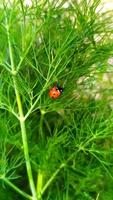 la coccinella ravvicinata si siede su un cespuglio foto