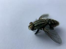 un' macro tiro di volare su un' bianca sfondo foto