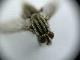 un' macro tiro di volare su un' bianca sfondo foto