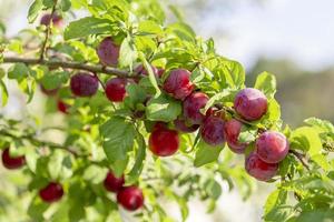 prugne mirabelle rosse illuminate dal sole, che crescono su un albero selvatico. foto