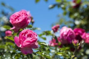 primo piano di un cespuglio di rose in giardino foto