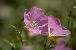 mazzo di oleandri rosa chiaro in fiore da vicino nel giardino
