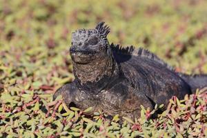 iguana marina che riposa nella vegetazione costiera foto