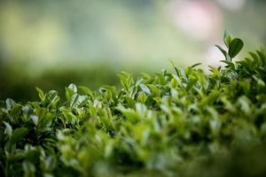 campo di tè, foglie di tè, tè verde biologico foto