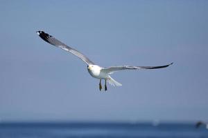 gabbiano di mare, gabbiani bianchi, gabbiano volante foto