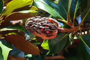 magnolia del sud - magnolia grandiflora foto