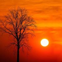 sagoma albero morto al tramonto foto