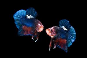 due pesci combattenti siamesi isolati su sfondo nero foto