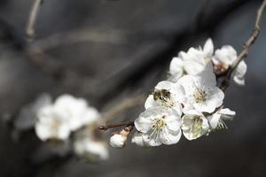 ape sul fiore dell'albicocco foto