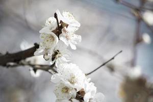 bellissimo ramo di un albero di sakura con piccoli fiori delicati. foto