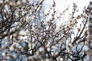 bellissimo ramo di un albero di sakura con piccoli fiori delicati. foto