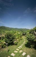 piantagione di frutta tropicale biologica fattoria vista panoramica sulla giornata di sole vicino a Kampot Cambogia foto