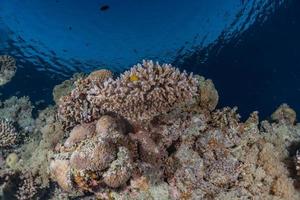 barriera corallina e piante acquatiche nel mar rosso, eilat israele foto