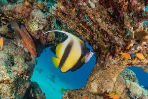 i pesci nuotano nel mar rosso, pesci colorati, eilat israele foto