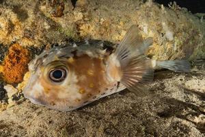 i pesci nuotano nel mar rosso, pesci colorati, eilat israele foto