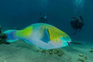 i pesci nuotano nel mar rosso, pesci colorati, eilat israele foto