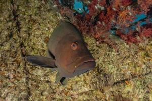 i pesci nuotano nel mar rosso, pesci colorati, eilat israele foto