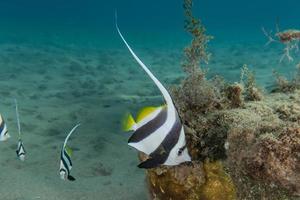 i pesci nuotano nel mar rosso, pesci colorati, eilat israele foto