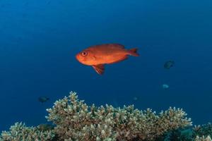 i pesci nuotano nel mar rosso, pesci colorati, eilat israele foto