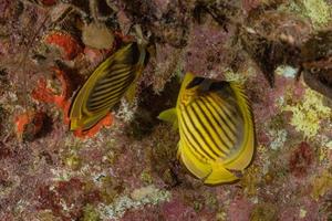 i pesci nuotano nel mar rosso, pesci colorati, eilat israele foto