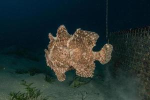 i pesci nuotano nel mar rosso, pesci colorati, eilat israele foto