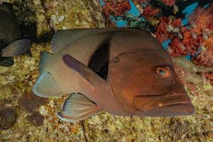 i pesci nuotano nel mar rosso, pesci colorati, eilat israele foto