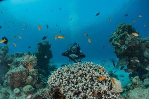 barriera corallina e piante acquatiche nel mar rosso, eilat israele foto