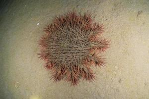 barriera corallina e piante acquatiche nel mar rosso, eilat israele foto