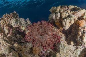 barriera corallina e piante acquatiche nel mar rosso, eilat israele foto