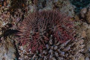 barriera corallina e piante acquatiche nel mar rosso, eilat israele foto