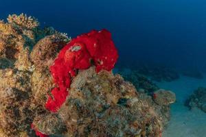 barriera corallina e piante acquatiche nel mar rosso, eilat israele foto