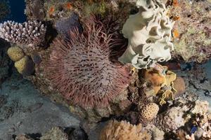 barriera corallina e piante acquatiche nel mar rosso, eilat israele foto