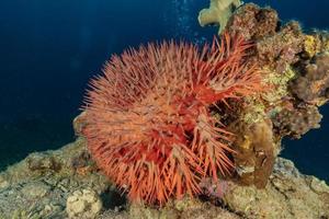 barriera corallina e piante acquatiche nel mar rosso, eilat israele foto