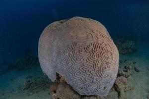 barriera corallina e piante acquatiche nel mar rosso, eilat israele foto