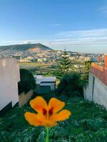 freddo mattina nel il città esplorando il naturale bellezza di urbano vita foto