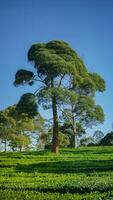 sukawana tè giardino è un' bellissimo verde paesaggio collocato nel ovest bandung, ovest Giava. foto