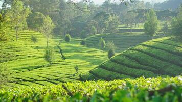 sukawana tè giardino è un' bellissimo verde paesaggio collocato nel ovest bandung, ovest Giava. foto