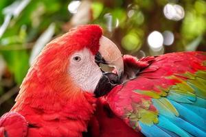 pappagallo colorato nel verde della natura foto